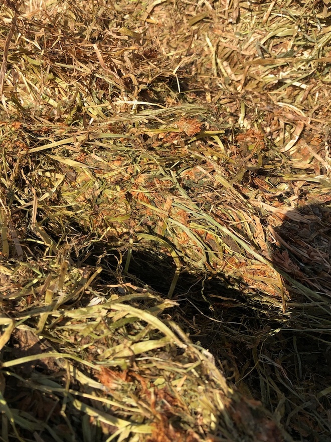 120mt Clover Hay 600kg 8x4x3 Bales Hay & Fodder Clover Hay